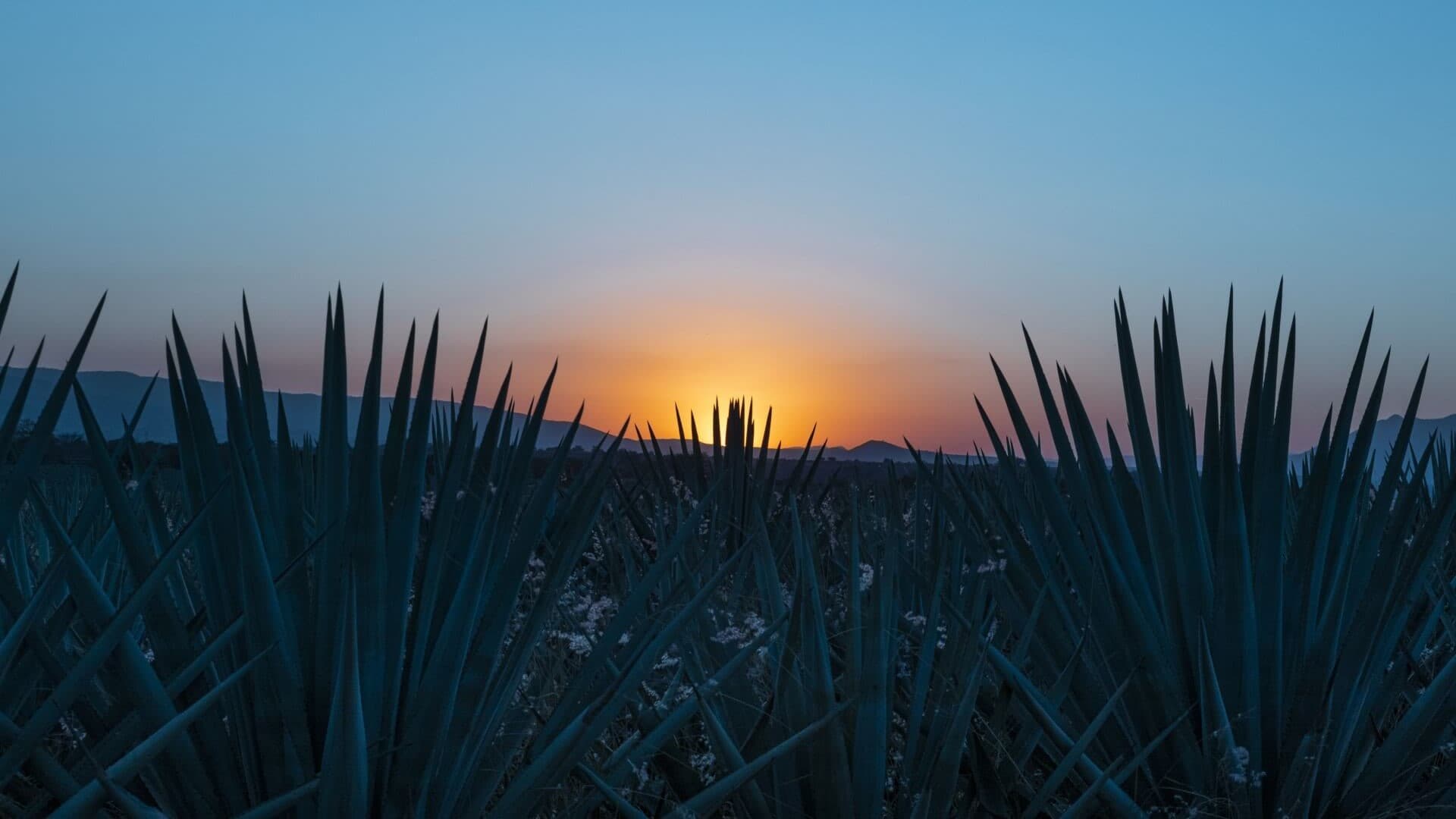 Blue agave silhouetted against an orange sunset
